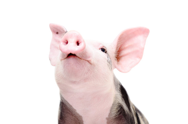 pig