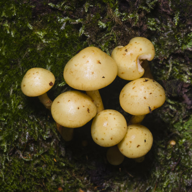 黄丝菌