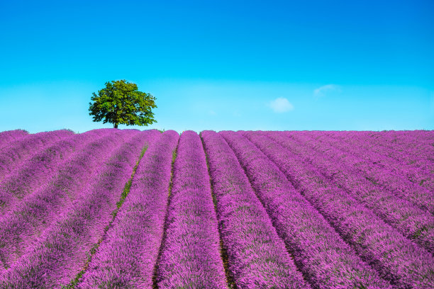 provence