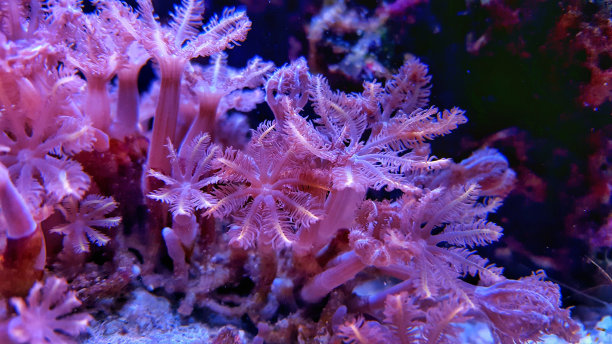 corals