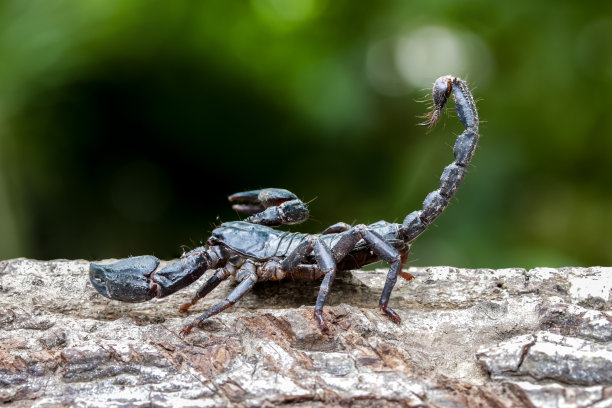 scorpio