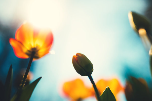 郁金香花海