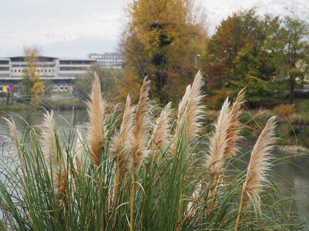 pampas