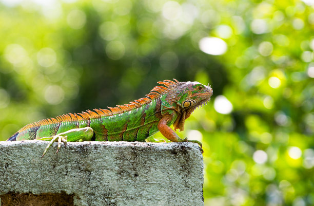 lizard