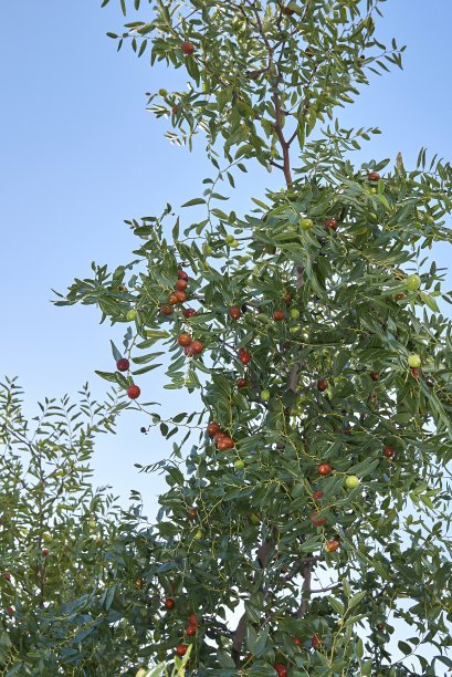 树枝上的红枣