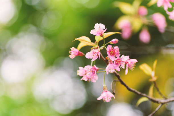 绿樱花