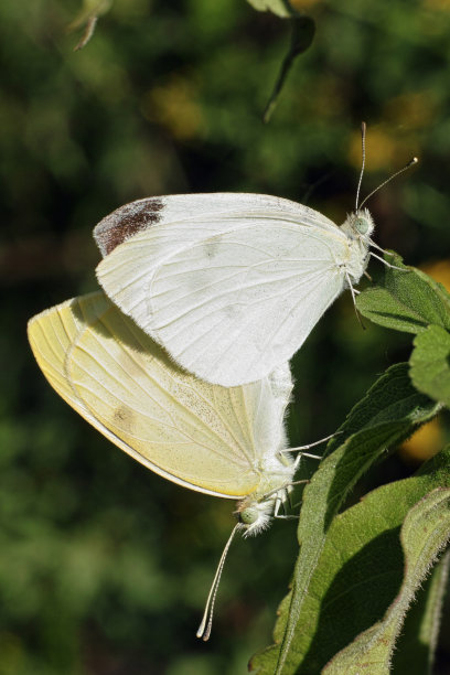 pieris
