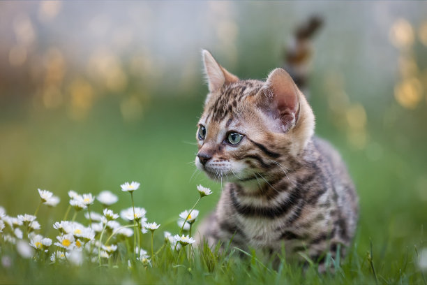 草地上的猫咪