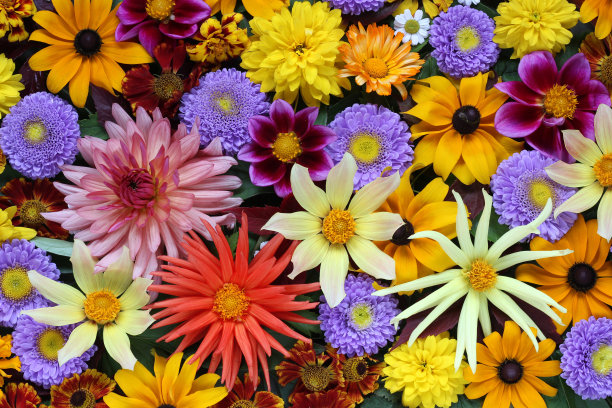 dahlia