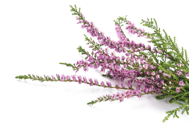 calluna