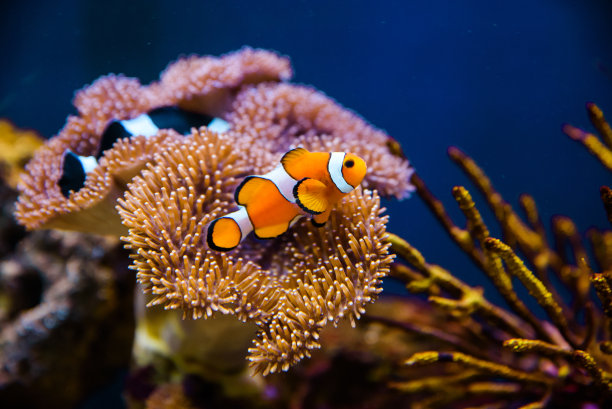 海葵鱼