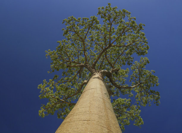 baobab