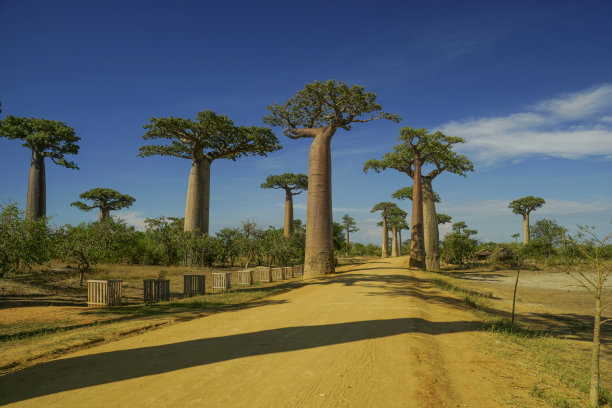 baobab
