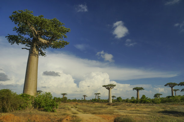 madagascar