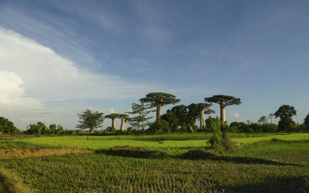 baobab