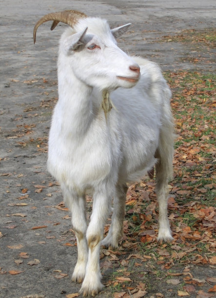 sheep