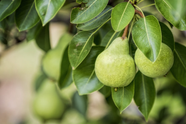 pyrus
