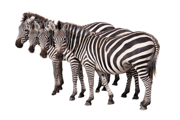 zebra