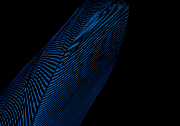 feather