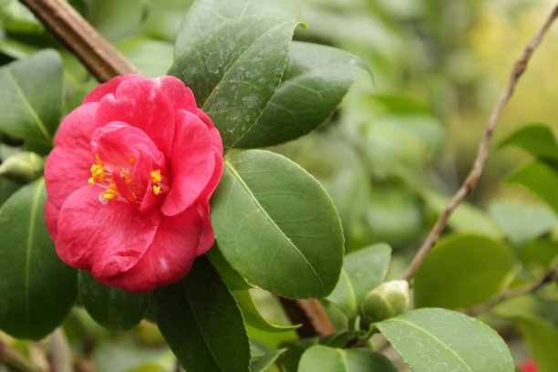 茉莉花香氛