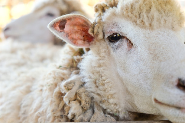 sheep