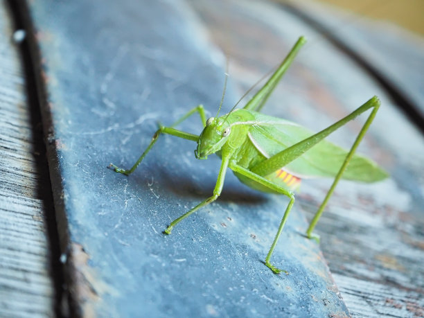 katydid