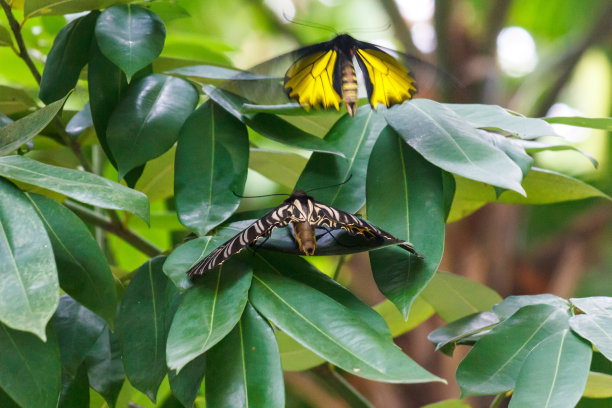 ornithoptera