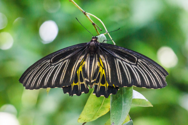 ornithoptera