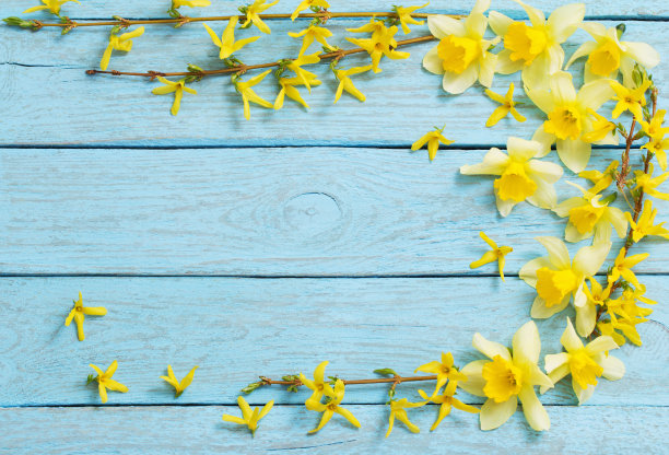 forsythia