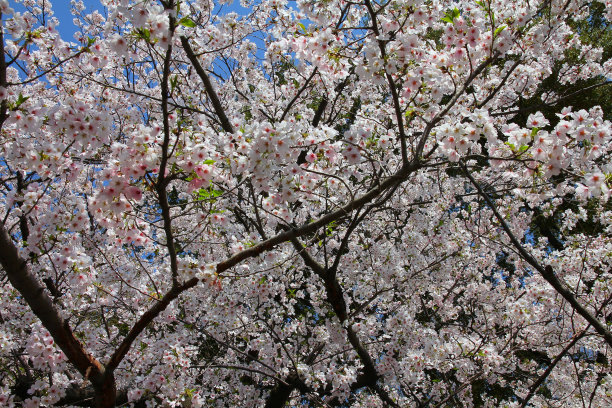 上野公园,樱花