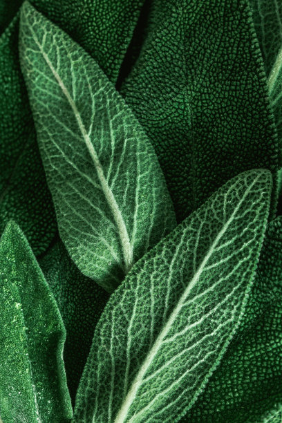 salvia