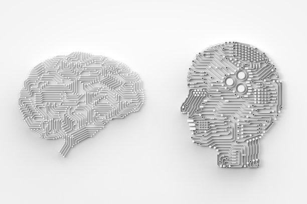brain