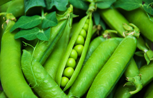 lathyrus