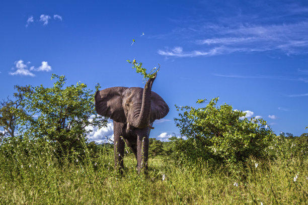 bushveld