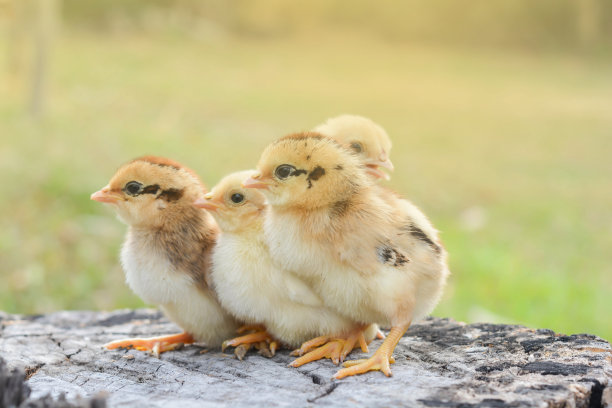 chick