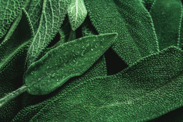 herbs