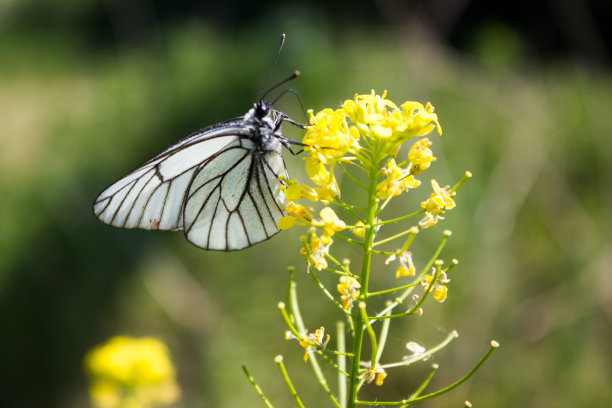 pieris