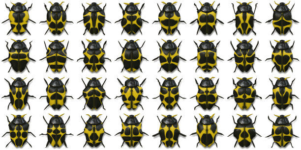 beetles