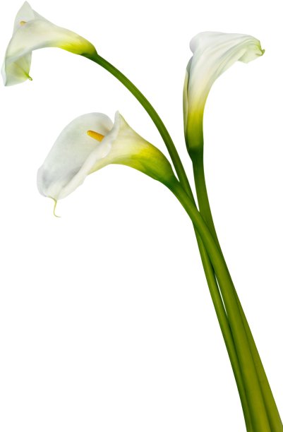 zantedeschia