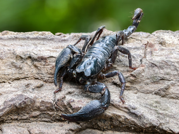 scorpio