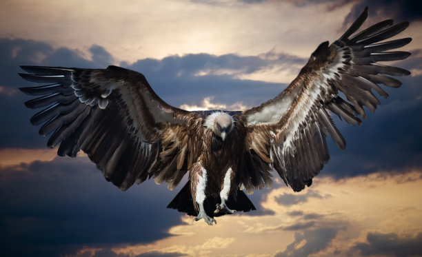 buzzard