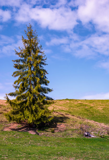 spruce