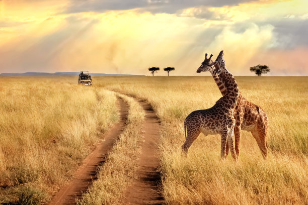 serengeti
