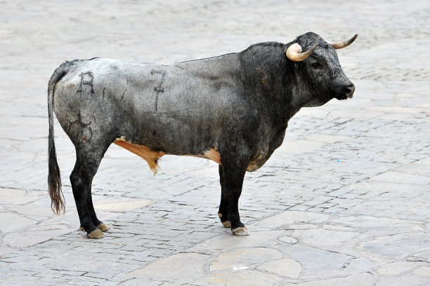 bull