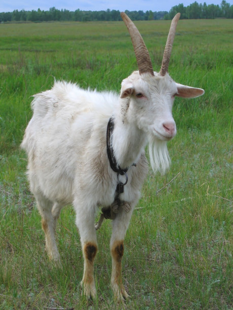 sheep