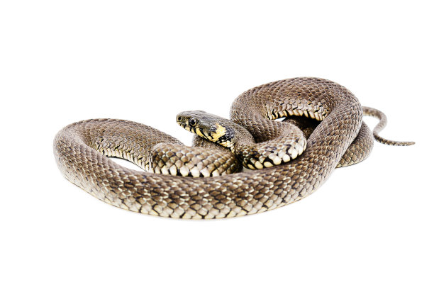 atheris