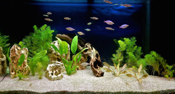 aquarium