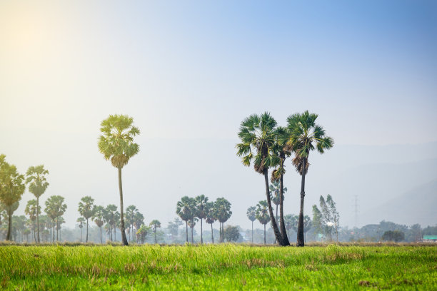 越南椰子