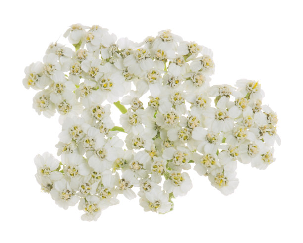 achillea