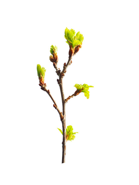 budding